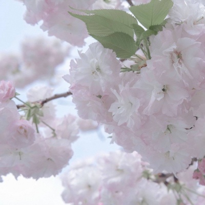 兽设花海场景设计兽圈群